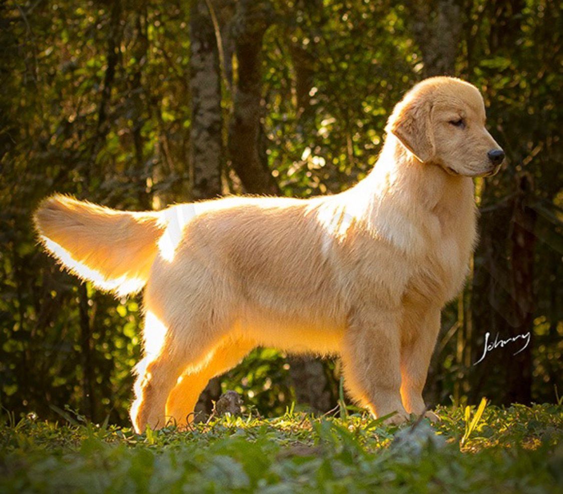 Exemplar Winkel's Golden